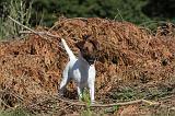 FOX TERRIER POIL LISSE 042